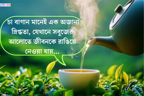 চা বাগান নিয়ে স্ট্যাটাস