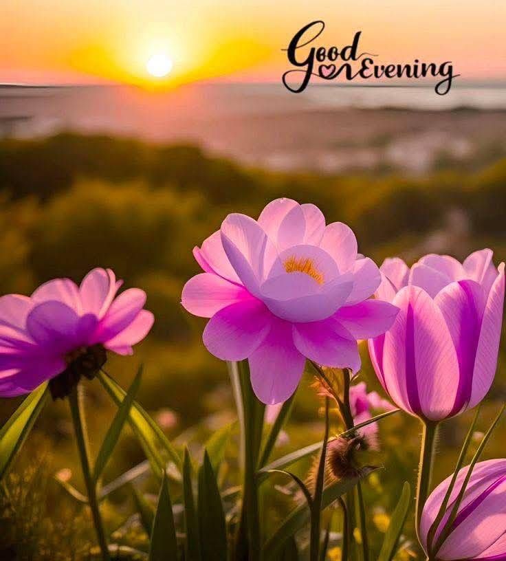 শুভ সন্ধ্যা শুভেচ্ছা ছবি