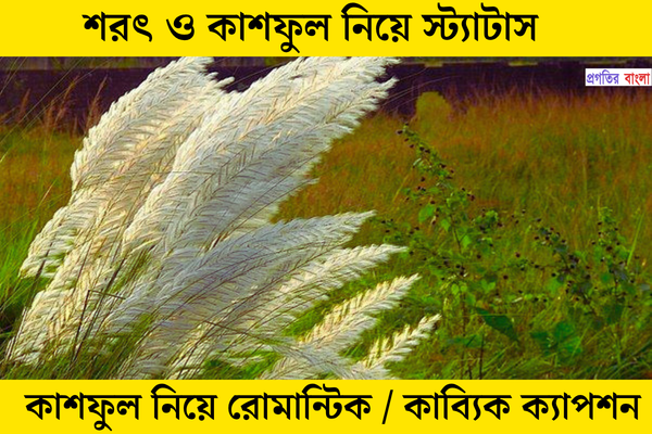 কাশফুল নিয়ে স্ট্যাটাস