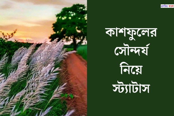 কাশফুলের সৌন্দর্য নিয়ে স্ট্যাটাস