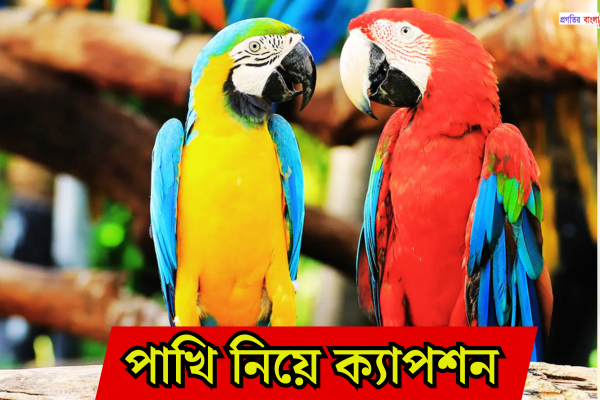পাখি নিয়ে ক্যাপশন