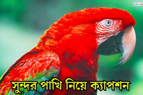 সুন্দর পাখি নিয়ে ক্যাপশন