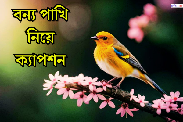বন্য পাখি নিয়ে ক্যাপশন