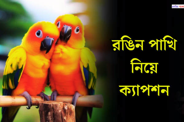 রঙিন পাখি নিয়ে ক্যাপশন
